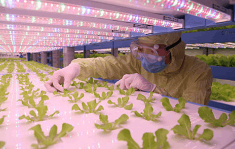 麻豆视频网站入口麻豆精品一区二区综合AV詳解植物工廠