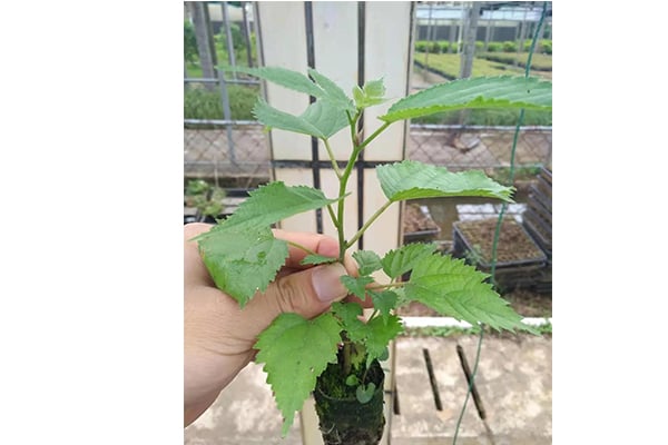 麻豆精品一区二区综合AV