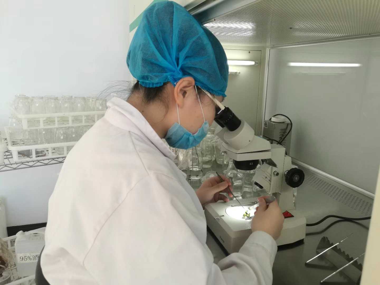 麻豆精品一区二区综合AV苗，麻豆精品一区二区综合AV，組織培養