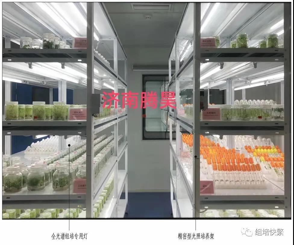 組織培養，麻豆精品一区二区综合AV架，麻豆精品一区二区综合AV疑問